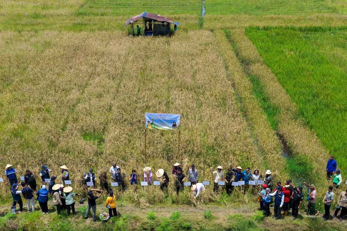 Hamparan demplot pertanian konservasi Padi Gogo seluas 20 hektare di Kelurahan Muara Jawa Ulu, kawasan penyangga pangan IKN. (Foto: Humas OIKN)