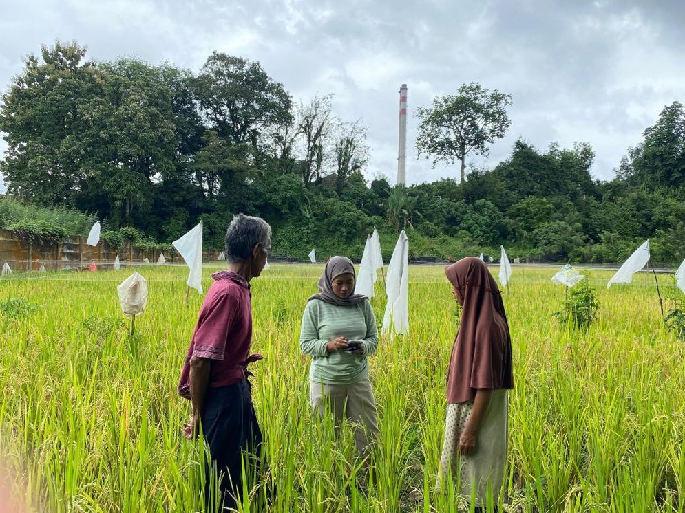 Produksi Petani di Lingkar PLTU Lahat Turun, ini Temuan Anak Padi