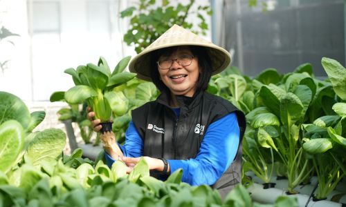 BRInita Bantu Perempuan Kelola Kebun Kota yang Produktif
