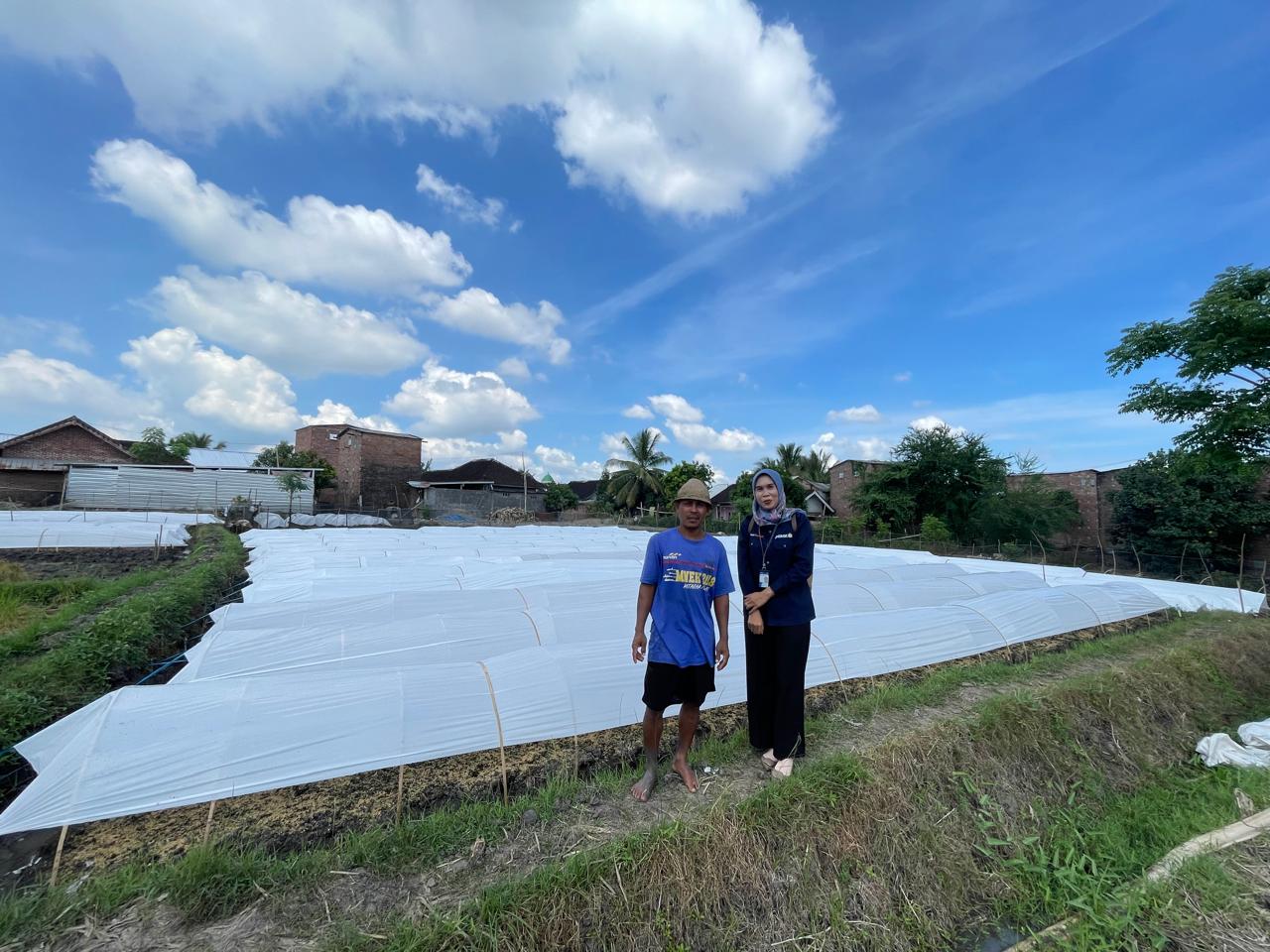 Mantri BRI di Lombok Dukung Petani Raih Modal dan Pasarkan Hasil Panen