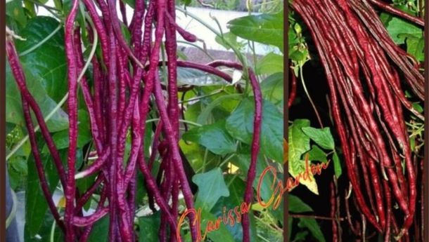 Kacang Panjang Merah: Cantik, Sehat, Kaya Manfaat