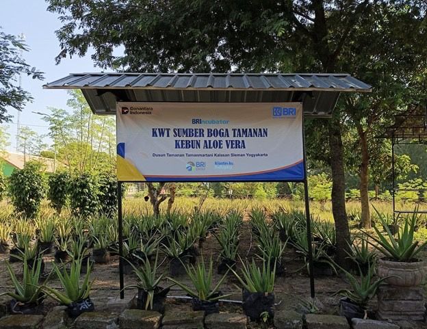 BRI Dorong Perempuan Sleman Jadi Motor Ekonomi Lokal Olah Lidah Buaya