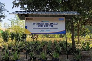 KWT Sleman Ini Buka Peluang Ekonomi Lewat Lidah Buaya Berkat BRI