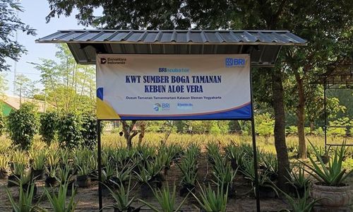 KWT Sleman Ini Buka Peluang Ekonomi Lewat Lidah Buaya Berkat BRI