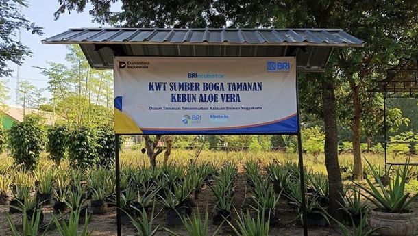 KWT Sleman Ini Buka Peluang Ekonomi Lewat Lidah Buaya Berkat BRI