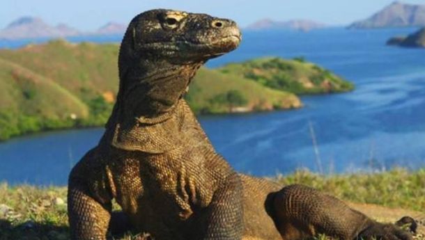 Golo Mori hingga Riung Disiapkan Jadi Wisata Komodo Alternatif