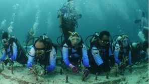 BRI Hadirkan Dampak Nyata Lewat Konservasi Laut Berkelanjutan di Aceh