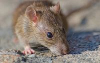 Waspada, 3 Orang Dikabarkan Tewas Akibat Wabah Hantavirus di Kapal Pesiar