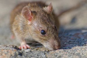 Waspada, 3 Orang Dikabarkan Tewas Akibat Wabah Hantavirus di Kapal Pesiar