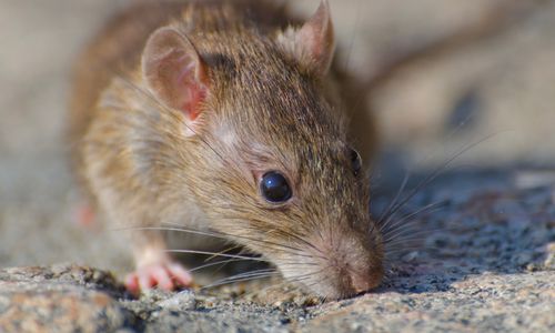 Waspada, 3 Orang Dikabarkan Tewas Akibat Wabah Hantavirus di Kapal Pesiar