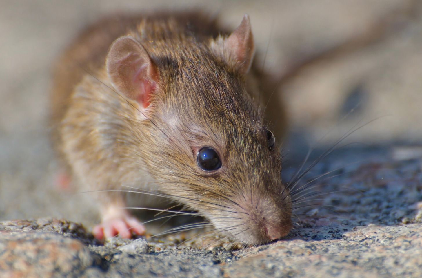 Jangan Panik, Ini Cara Cerdas Mencegah Terjangkit Wabah Hantavirus