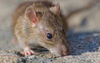 Jangan Panik, Ini Cara Cerdas Mencegah Terjangkit Wabah Hantavirus