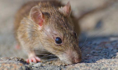 Jangan Panik, Ini Cara Cerdas Mencegah Terjangkit Wabah Hantavirus