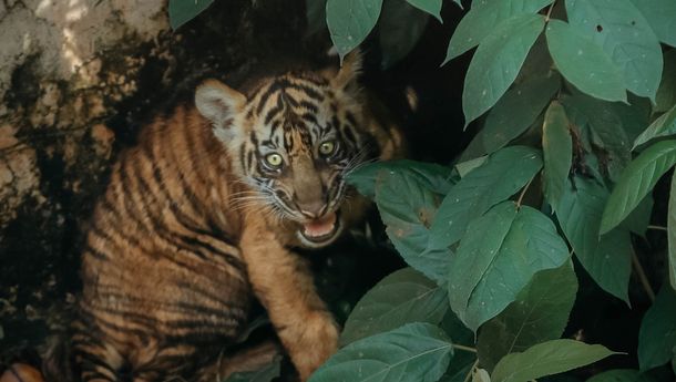 Harimau Sumatera Lahir di Lampung, Gubernur Mirza Ajak Jaga Hutan