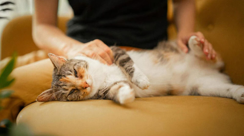 Unicharm Pet Indonesia.jpg