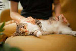 Unicharm Pet Indonesia.jpg