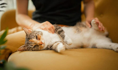 Unicharm Pet Indonesia.jpg