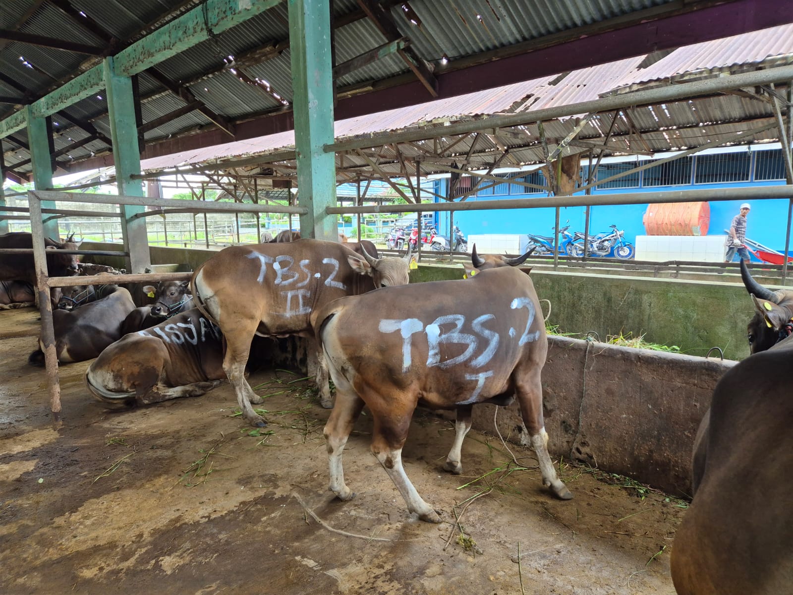 DKP3 Balikpapan Pastikan Hewan Kurban Bebas Penyakit