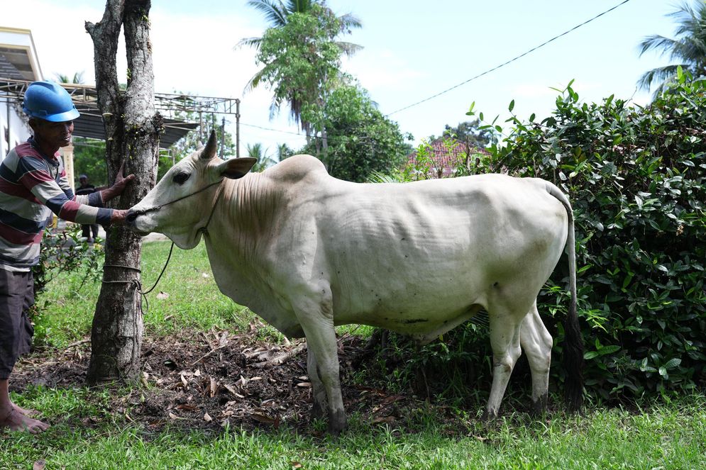 Sapi