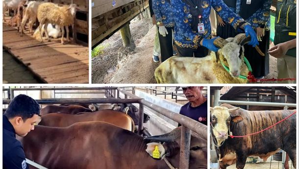 Penjualan Sapi Kurban Lampung Naik 40 Persen, Domba Melonjak 121 Persen