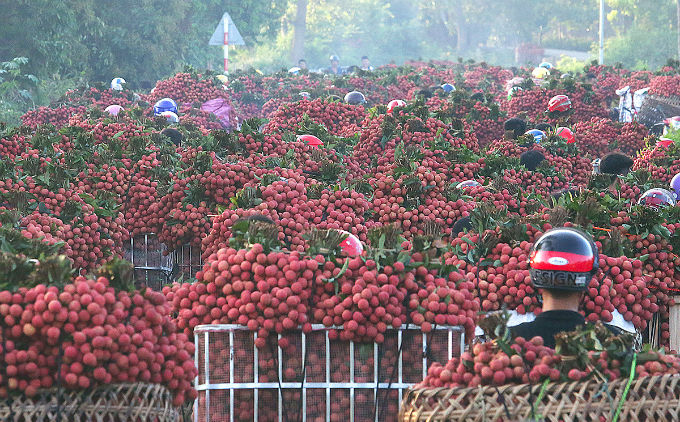 Panen leci di Vietnam.