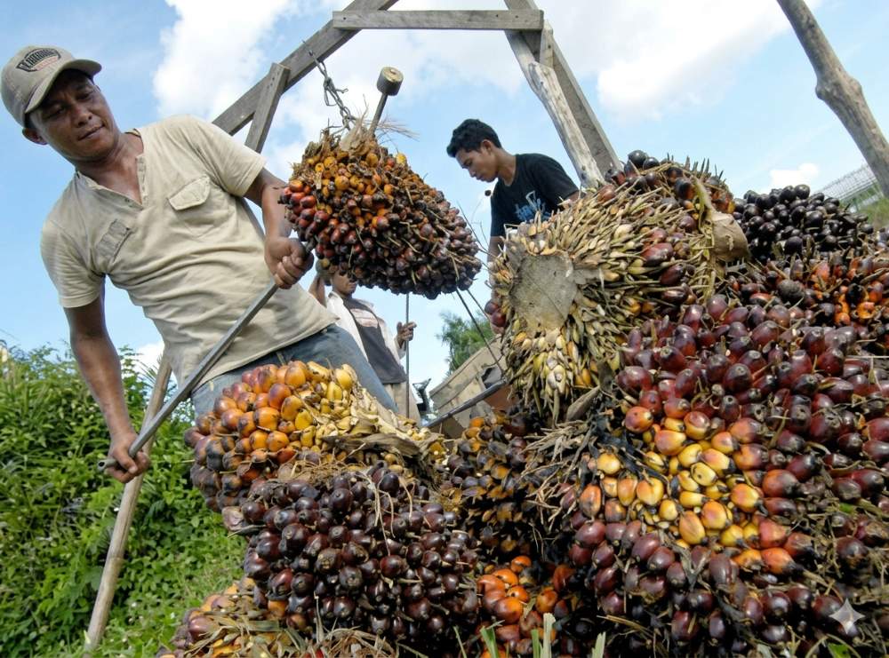 Petani memanen sawit. Harga tandan buah segar Kaltim naik.   