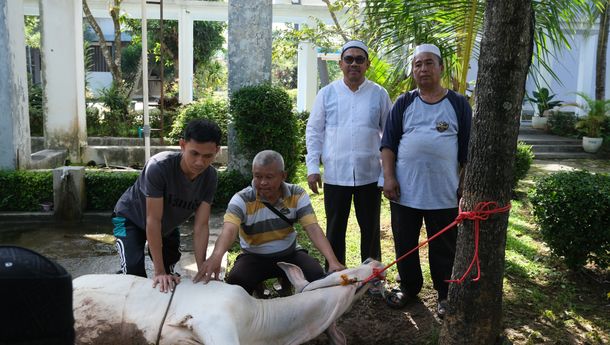 PLN NP UP Bandar Lampung Laksanakan Pemotongan Hewan Kurban