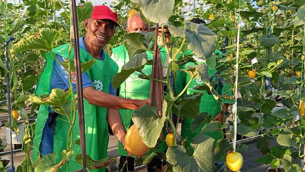 Keuskupan Labuan Bajo Panen Perdana Melon, Dorong Kemandirian Ekonomi Umat