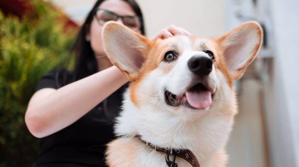 10 Ras Anjing Menggemaskan yang Ramah dan Mudah Dirawat di Rumah.jpg