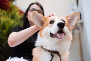 10 Ras Anjing Menggemaskan yang Ramah dan Mudah Dirawat di Rumah.jpg