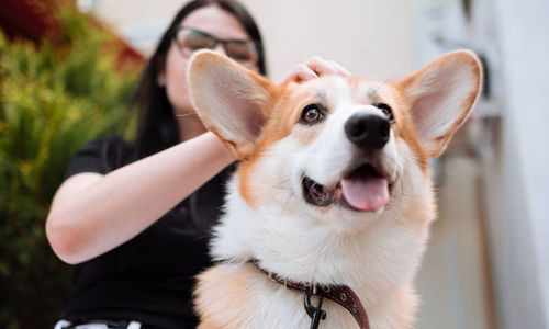10 Ras Anjing Menggemaskan yang Ramah dan Mudah Dirawat di Rumah.jpg