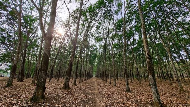PTPN I Regional 7 Tolak Sertifikasi Lahan 329,713 Ha di Tamansari Pesawaran
