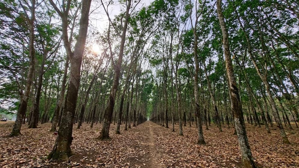 PTPN I Regional 7 Tolak Sertifikasi Lahan 329,713 Ha di Tamansari Pesawaran.jpeg