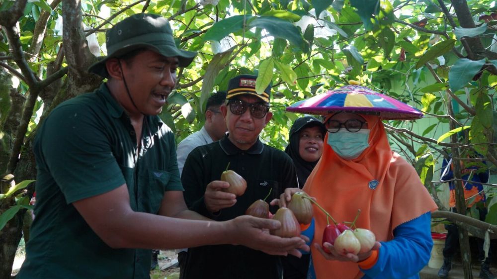 Bupati Kutai Timur Ardiansyah Sulaiman meninjau kebun jambu air di Desa Sangkima yang mampu menghasilkan hingga 47 varietas dalam satu pohon.