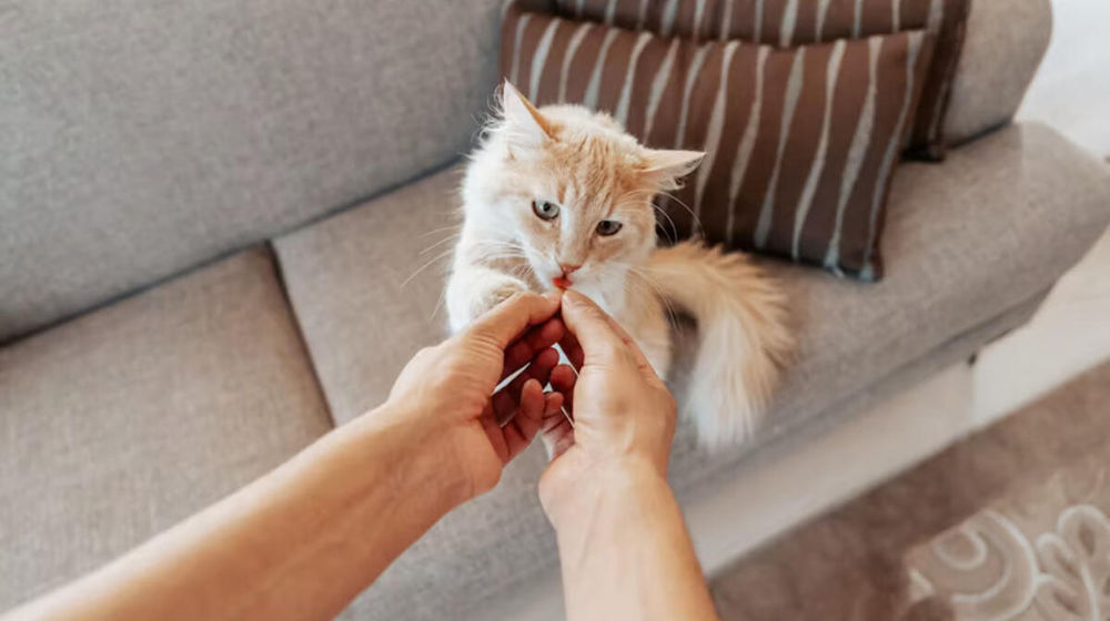 Memilih Makanan Kucing yang Tepat untuk Mendukung Kesehatan Pencernaan.jpg