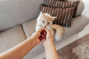 Memilih Makanan Kucing yang Tepat untuk Mendukung Kesehatan Pencernaan.jpg