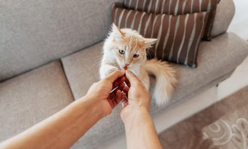 Memilih Makanan Kucing yang Tepat untuk Mendukung Kesehatan Pencernaan.jpg