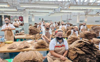 Holding Perkebunan Nusantara Perkuat Daya Saing Global, Tembakau Premium PTPN I Jadi Andalan Industri Cerutu Dunia.jpg