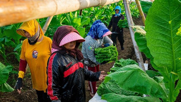 PTPN I Perkuat Kemitraan, Petani Jember Raup Manfaat Ganda
