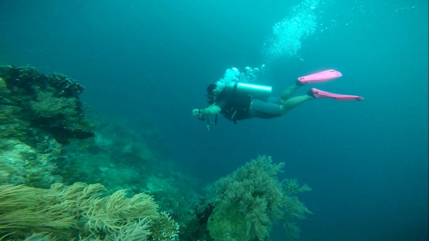 Wisatawan menyelam di perairan Pulau Miang, Kabupaten Kutai Timur.
