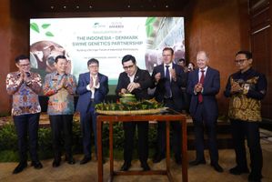 PT SOW-DanBred Hadirkan Genetika Babi Unggul untuk Peternakan Modern 