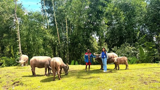 Inspiratif! Mantri BRI Perempuan Jadi Penggerak Ekonomi Masyarakat Toraja