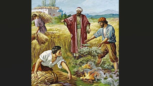 Bacaan Liturgis, Selasa, 28 Juli 2026: Perumpamaan tentang Ilalang dan Gandum