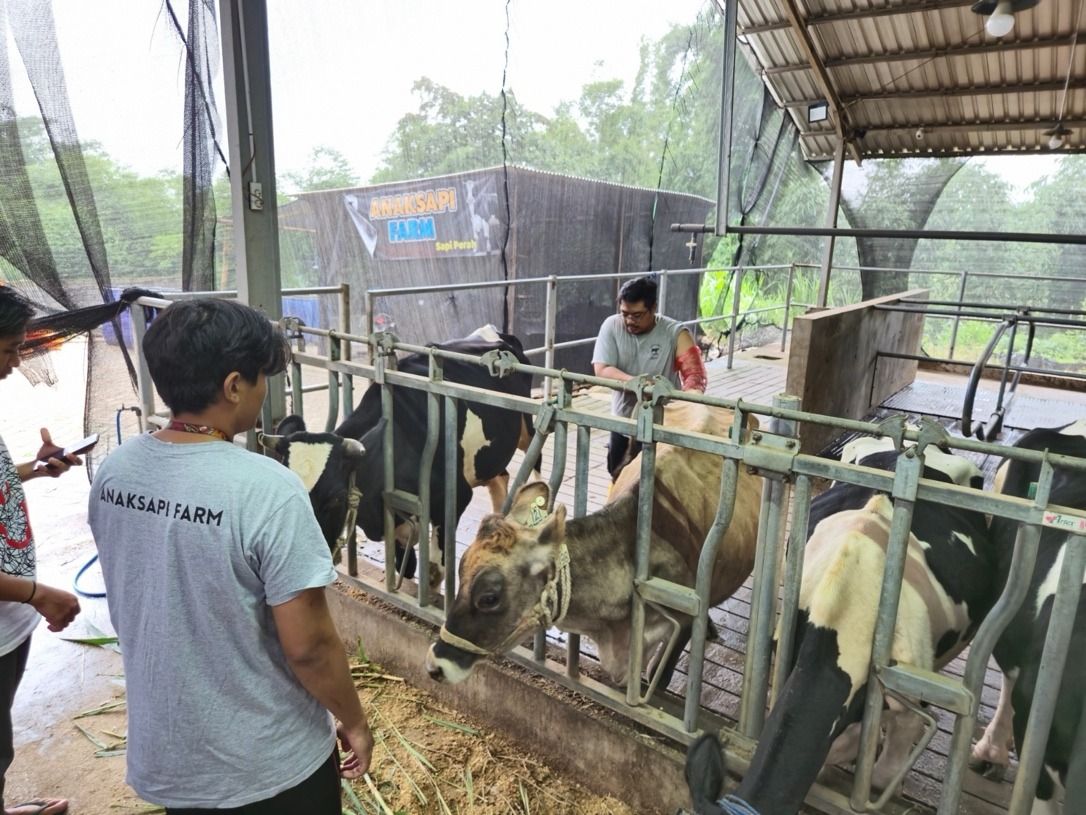 BRI Peduli Bantu Peternak Sapi Perah Malang Tingkatkan Produksi dan Penjualan