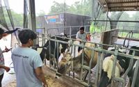 BRI Peduli Bantu Peternak Sapi Perah Malang Tingkatkan Produksi dan Penjualan