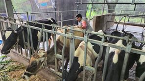 BRI Peduli Buka Peluang Pasar Lebih Luas bagi Peternak Sapi Perah Malang