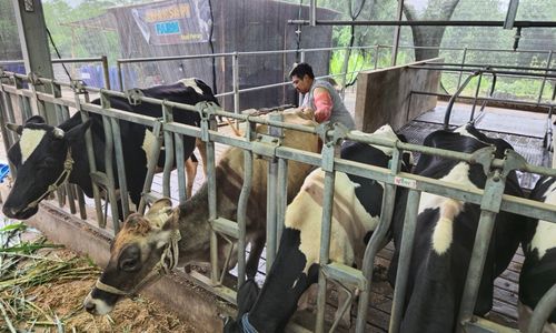 Program BRI Peduli Bantu Peternak Sapi Perah Olah Susu Bernilai Tinggi
