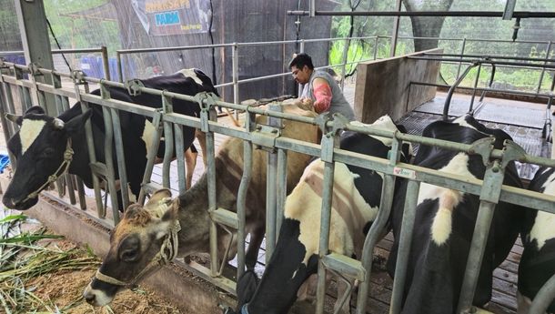 BRI Peduli Bekali Peternak Malang dengan Pelatihan dan Alat Produksi