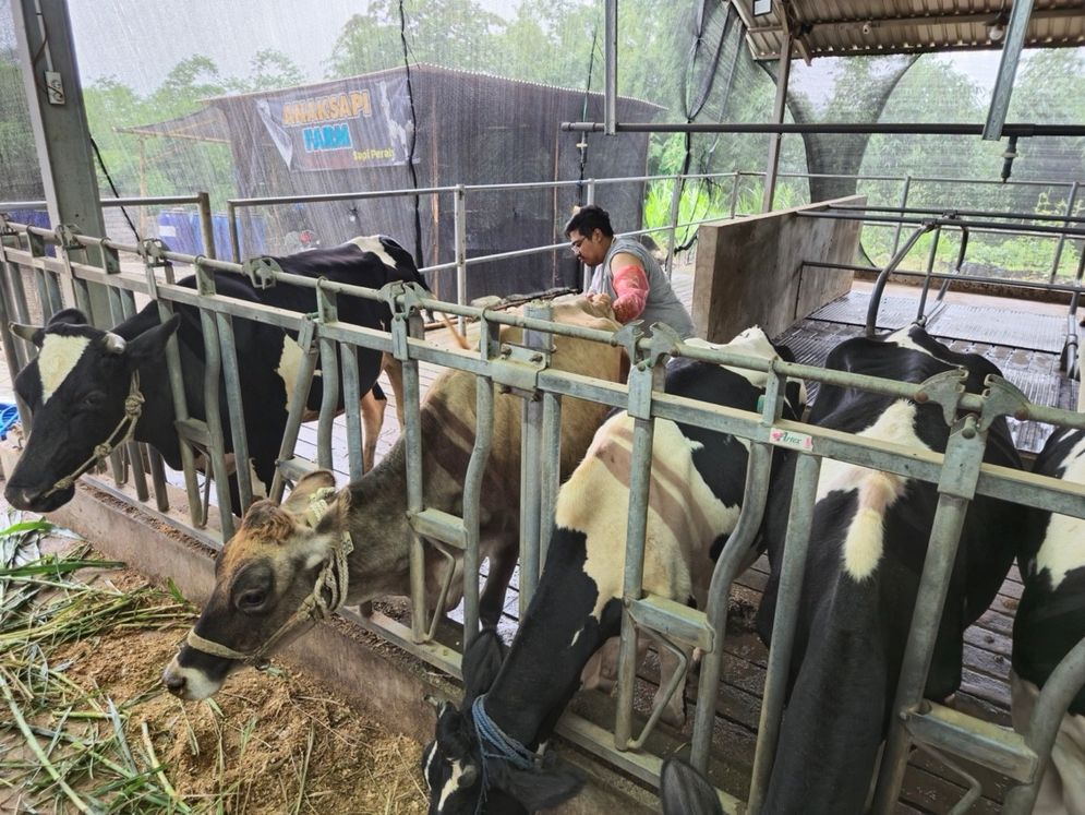 Program BRI Peduli Bantu Peternak Sapi Perah Olah Susu Bernilai Tinggi