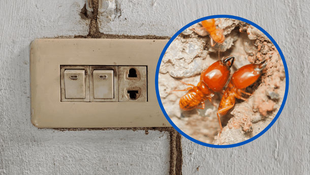 Skylight Rumah Bisa Meningkatkan Risiko Rayap Jika Terjadi Rembesan Air